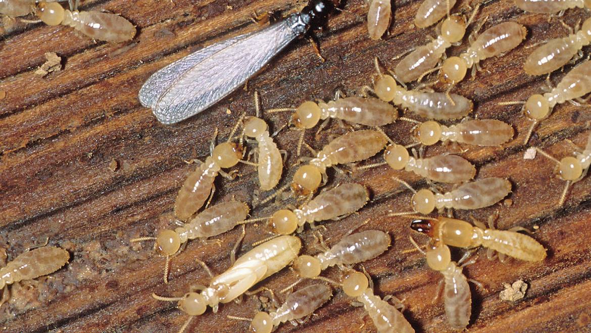 Termite Pest Control 