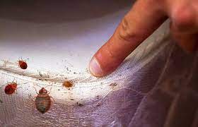 Bed Bugs Control 