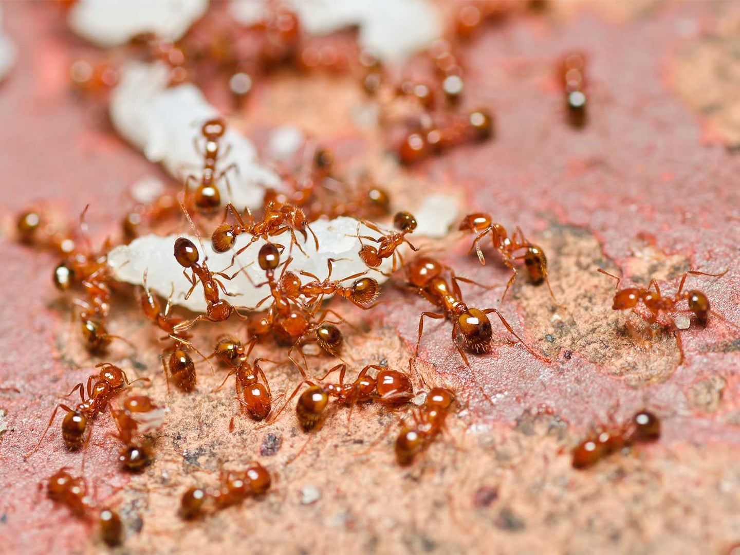 Ants Control 