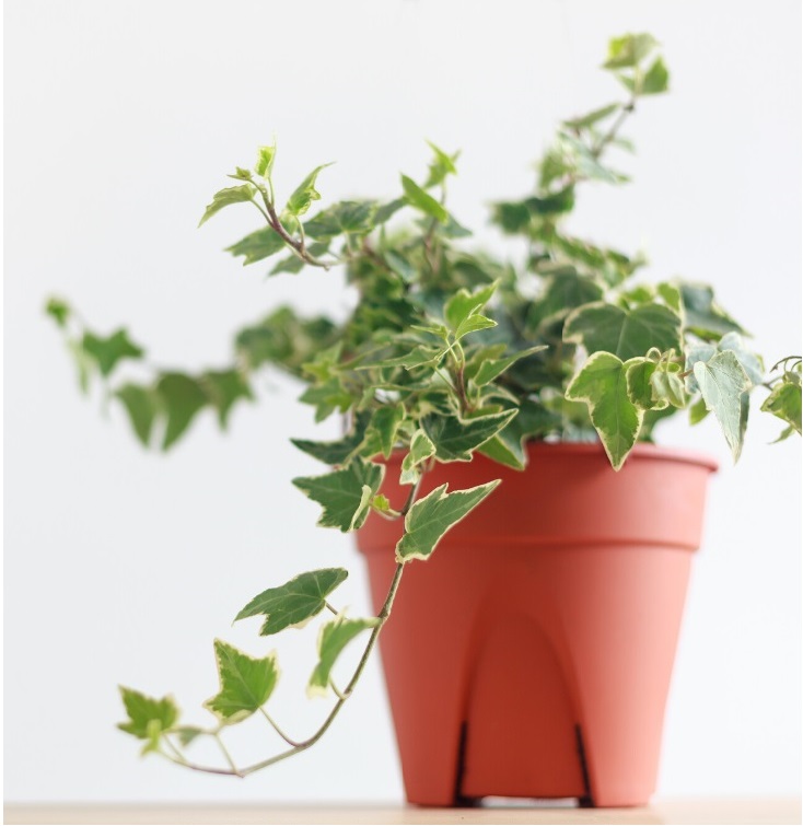 image by <a href="https://houseplantcentral.com/english-ivy-care-hedera-helix/">houseplantcentral.com</a>